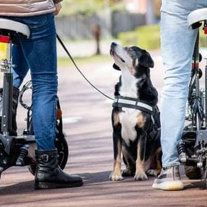 Elektrische step Amsterdam: wetgeving, tips & mogelijkheden